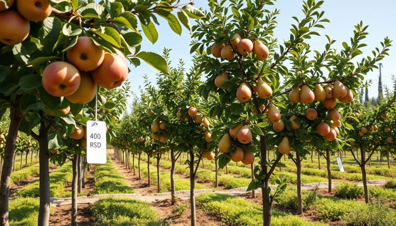 stubaste sadnice voća cena Srbija stubaste sadnice voća cena Srbija